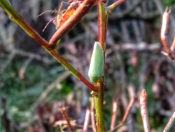 Close-up of insect on plant