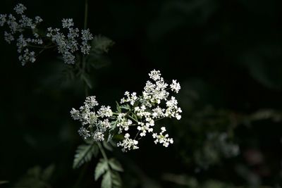 Close-up of white flowering plant