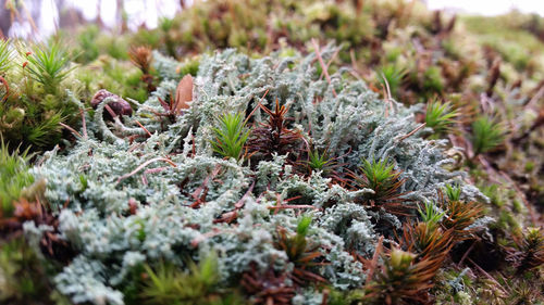 Close-up of plant growing on field