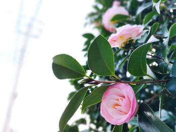 Close-up of pink flowering plant