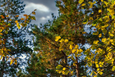 Low angle view of autumnal trees against sky