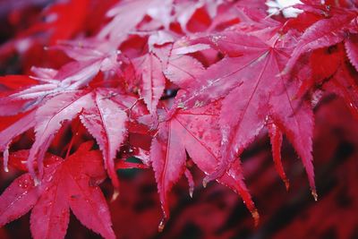 Close-up of raindrops on maple leaves