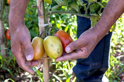 Midsection of man holding fruit