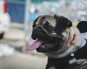 Close-up of dog