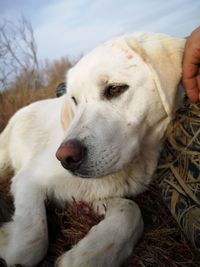 Close-up of person hand with dog