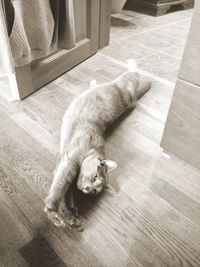 Cat sleeping on floor