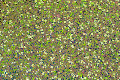 Full frame shot of multi colored leaves on field