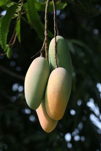 Close-up of fruits on tree