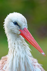 Close-up of a bird