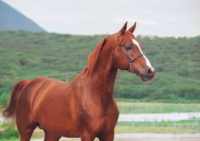 Side view of horse looking away while standing against mountain