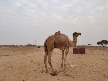 Horse standing in desert