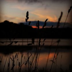 Close-up of silhouette plants against sky at sunset