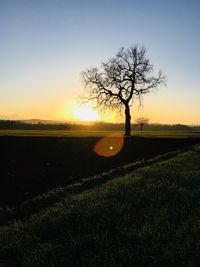 Silhouette tree on field against sky during sunset