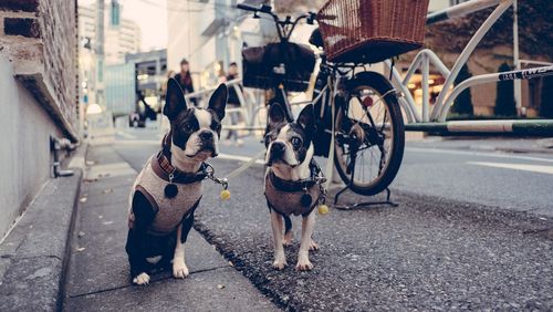 View of dog on street in city