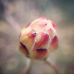 Close-up of flower against blurred background