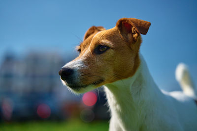 Close-up of dog