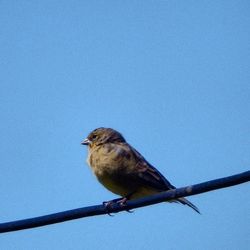 bird