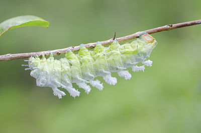 Close-up of white flowering plant leaves