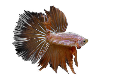 Close-up of fish against white background