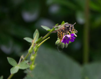 Close-up of bee pollinating on flower