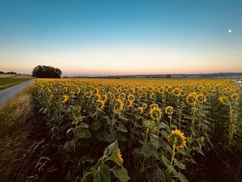 Scenic view of field against clear sky