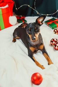 Close-up of dog sitting on bed