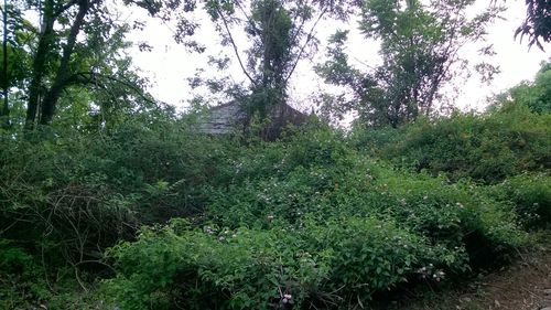 Trees growing in park