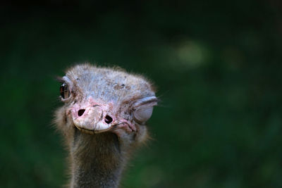 Close-up portrait of ostrich