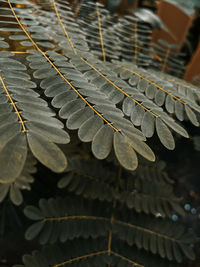 High angle view of leaves