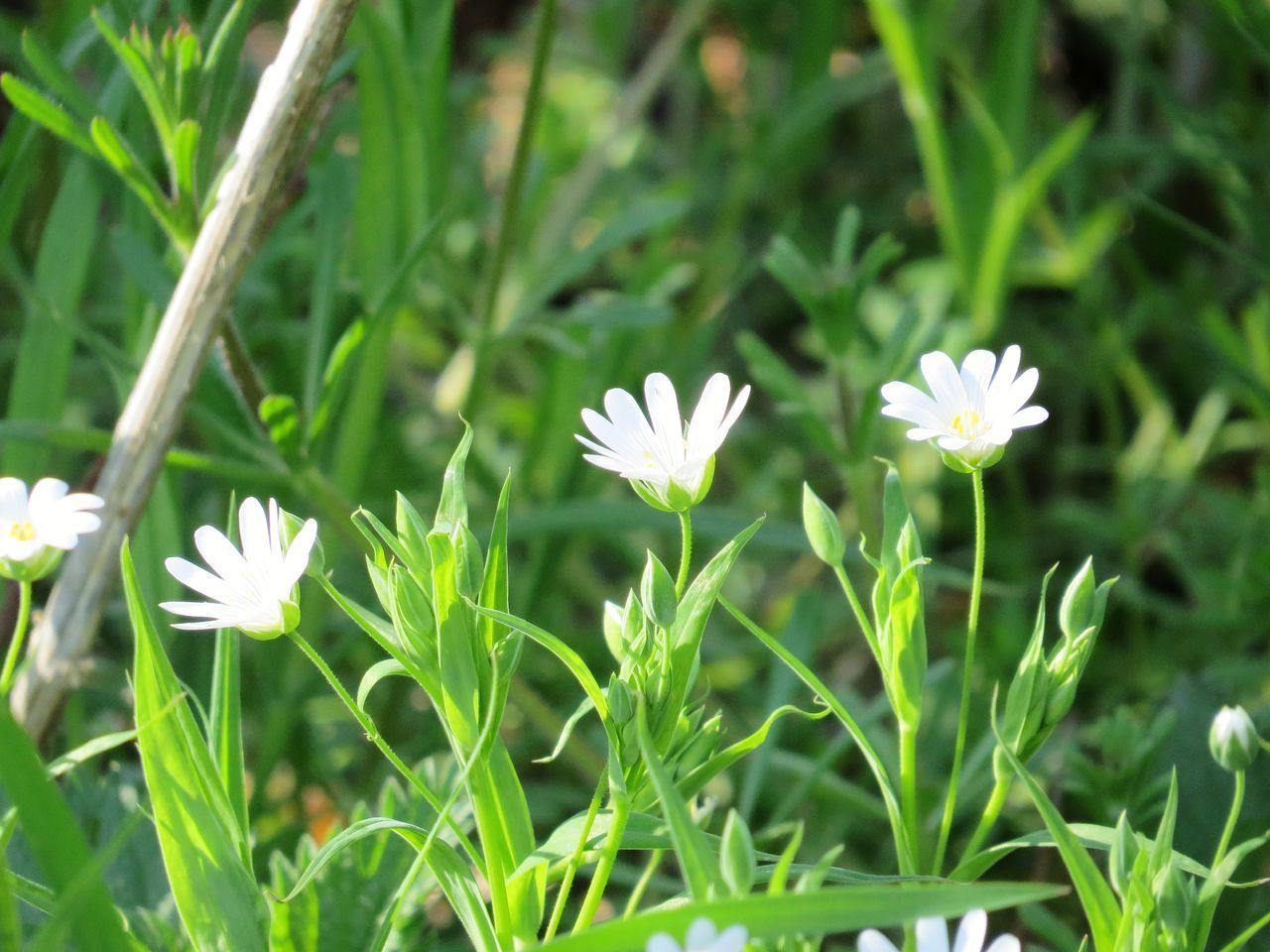 CLOSE-UP OF WHITE FLOWERING PLANTS