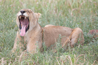 Close-up of sheep on field