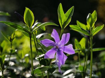 Close-up of purple flowers blooming outdoors