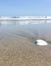 Close-up of bird on beach against clear sky