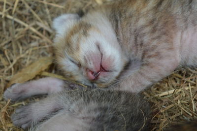 Close-up of cat sleeping on hay