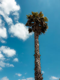 Low angle view of coconut palm tree against blue sky