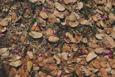 Full frame shot of dried autumn leaves