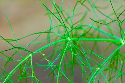 Detail shot of grass