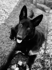 High angle portrait of dog sitting on land