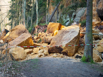 Scenic view of rocks in forest