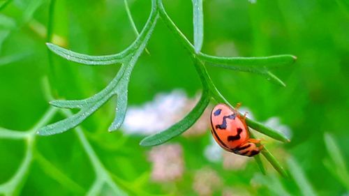 Close-up of ladybug on leaf