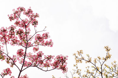 Low angle view of pink flowers against clear sky