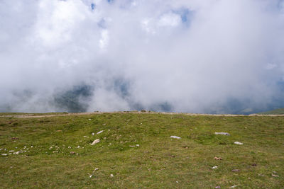 Scenic view of grassy field against sky