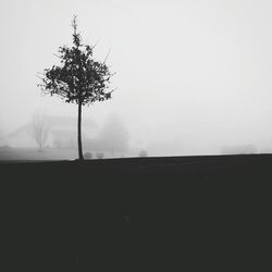 Close-up of tree against sky