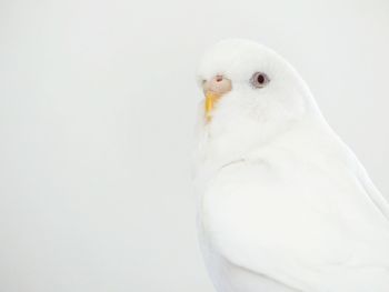 Close-up of pigeon over white background