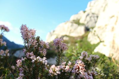 Close-up of flowering plant against sky