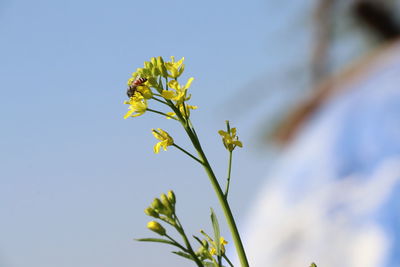 Low angle view of flowering plant against clear sky