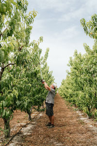 Full body side view elderly man in casual clothes and hat standing and cutting branches of apricot tree with pruner while working in orchard on sunny summer day
