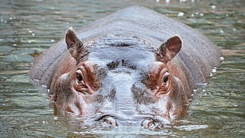 Portrait of turtle in drinking water