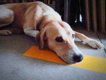 Dog resting on floor at home