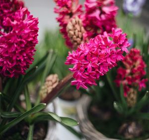 Close-up of pink flowers